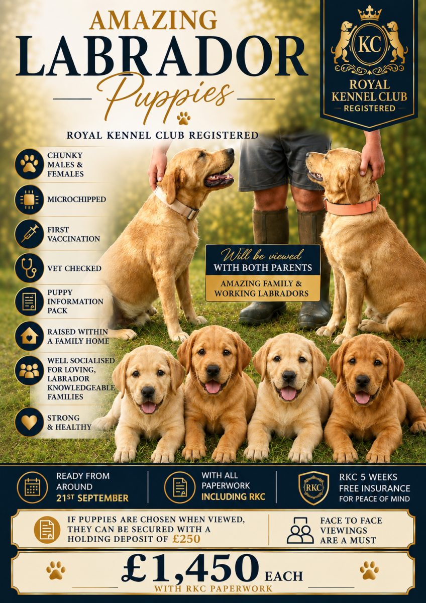 Labrador puppies available in South West England