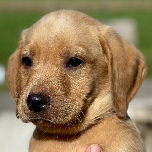 Confident Labrador puppy