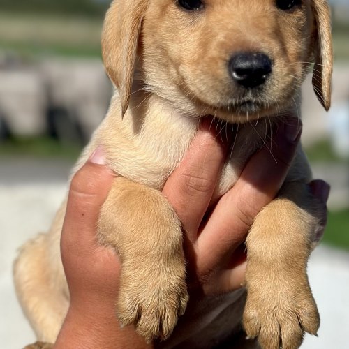 Vaccinated Labrador puppy