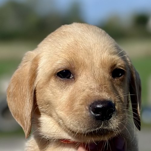 Labrador puppy socialised with children