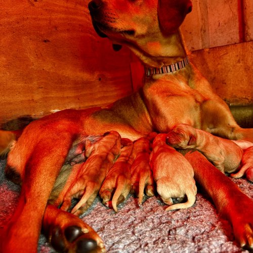 Fox red and golden yellow Labrador puppies