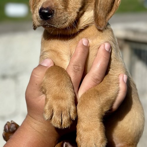 Chunky fox red Labrador puppy