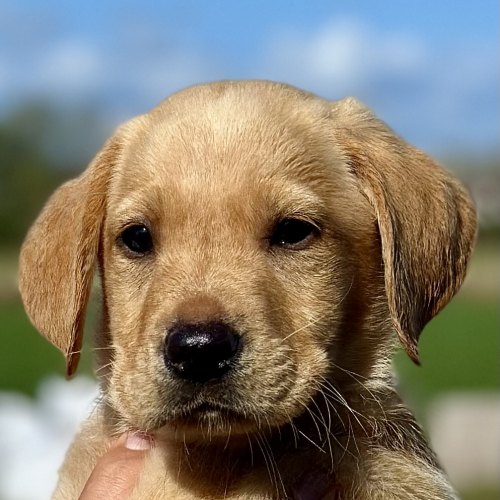 Labrador puppy from KC registered litter