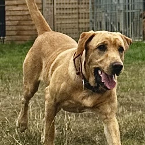 Well-loved Labrador puppies