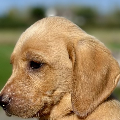 Family-raised Labrador puppy