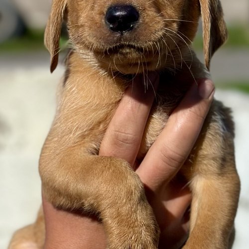 Fox red Labrador puppy