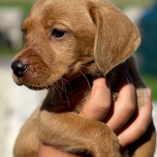 Labrador puppy available for a loving home