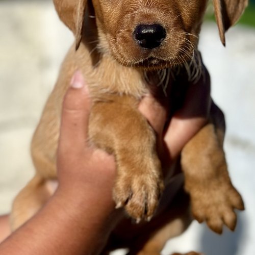 Healthy Labrador puppies