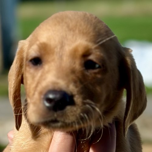 Golden yellow male Labrador puppy