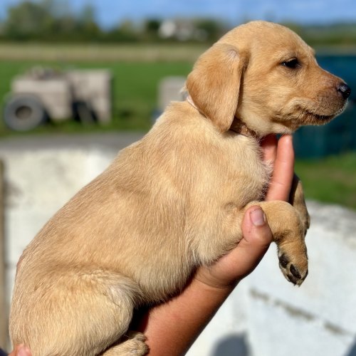 Microchipped Labrador puppy