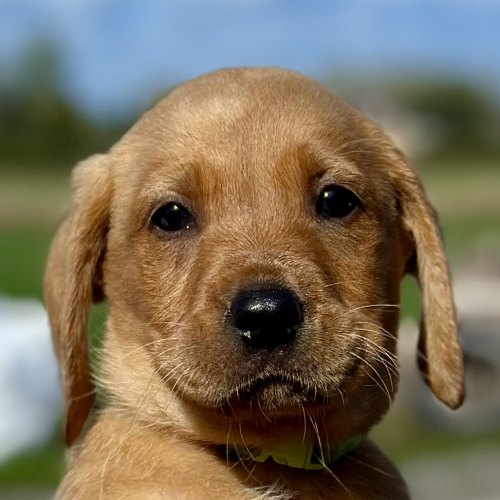 Golden yellow Labrador puppy