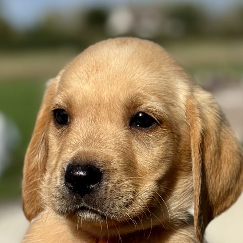 Chunky golden yellow Labrador puppy
