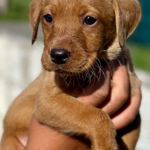 Golden yellow female Labrador puppy