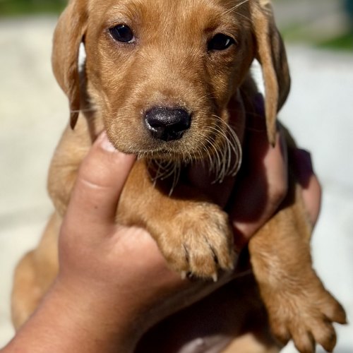 Fox red female Labrador puppy