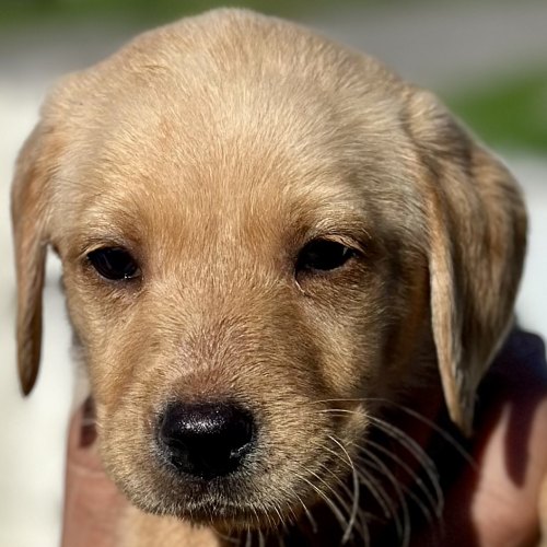 Health-tested Labrador puppy