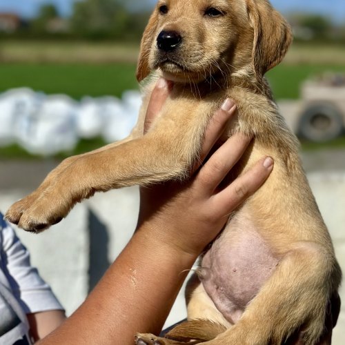 Intelligent Labrador parent dog