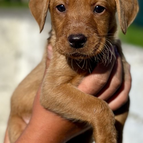 Labrador puppies in Somerset