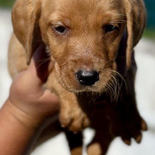 Labrador puppies with working parents