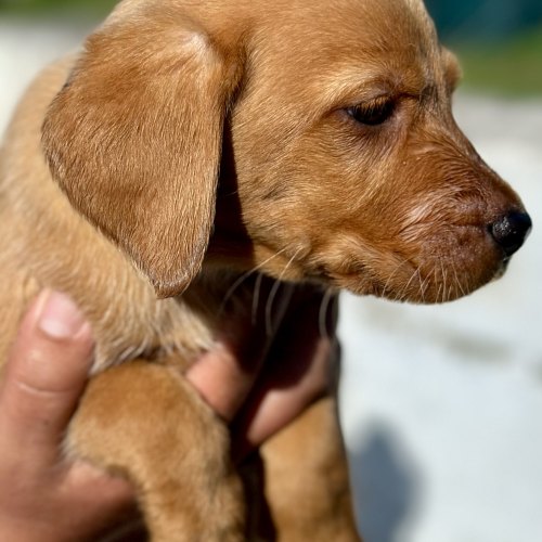 Socialised Labrador puppies
