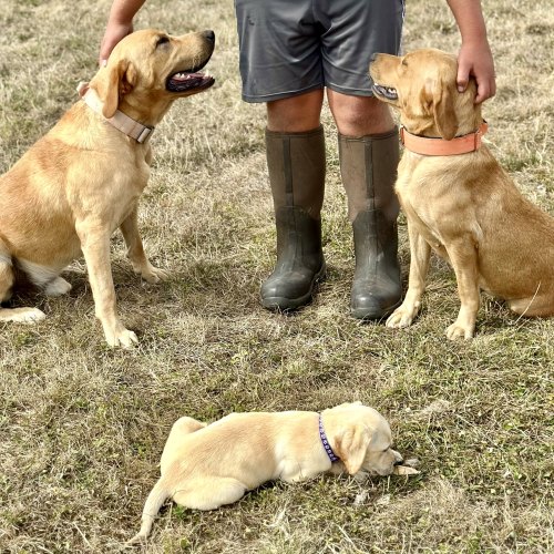 Labrador litter in Templecombe