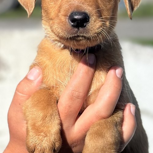 Chunky Labrador puppies in Templecombe