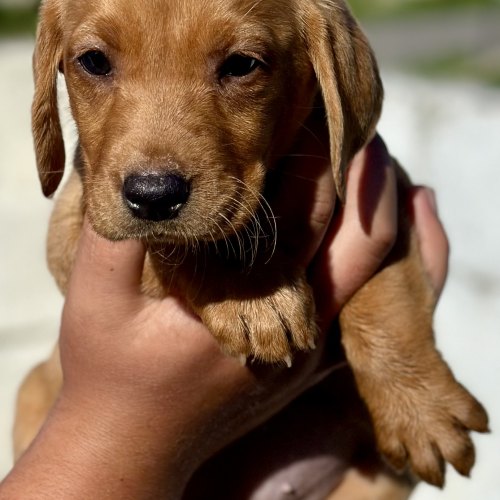 Fox red male Labrador puppy