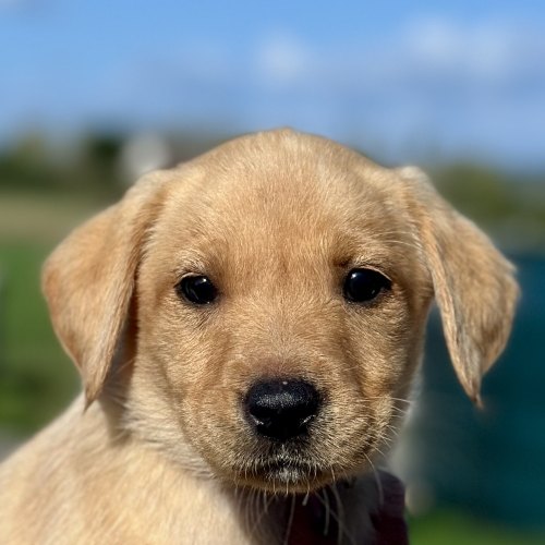 Vet-checked Labrador puppy