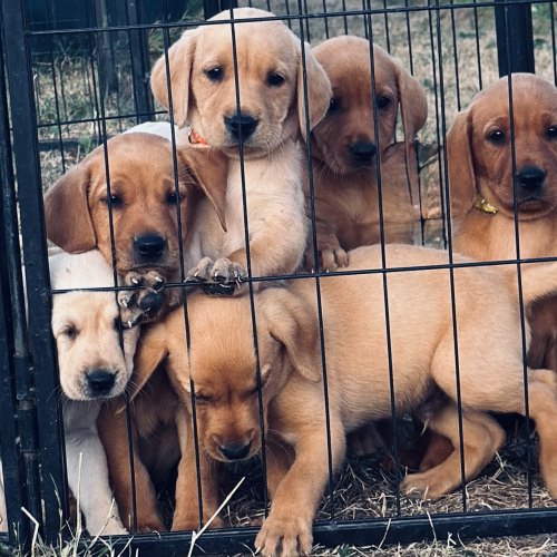 Fox red and golden Labrador litter