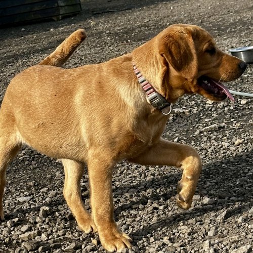 Eight-week-old Labrador puppies ready for homes