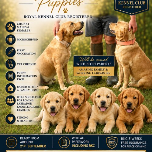 Labrador puppies available in South West England