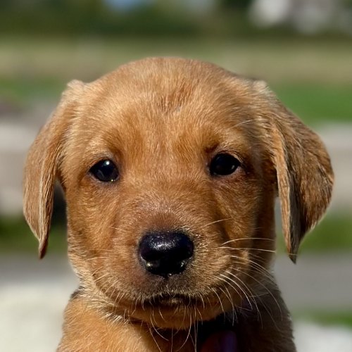 KC registered Labrador puppies