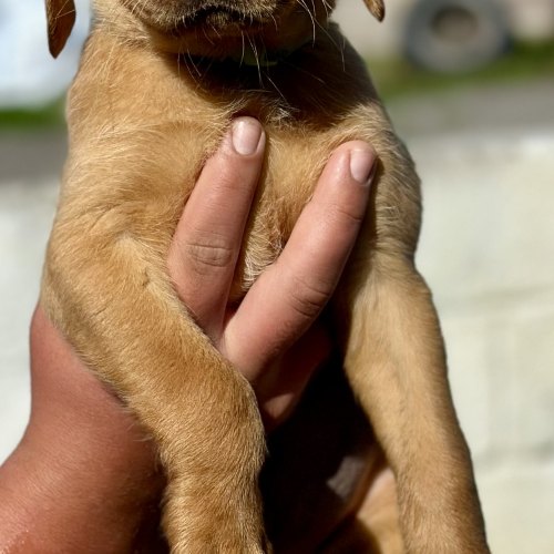 Female Labrador puppy