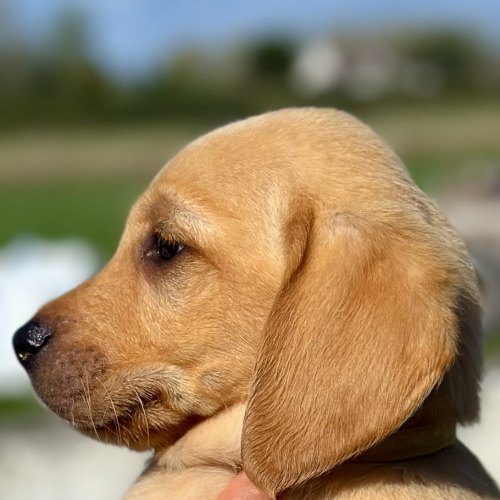 Agile Labrador parent dog