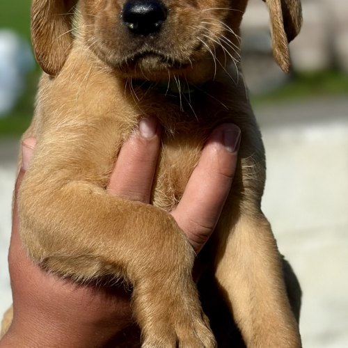 Male Labrador puppy