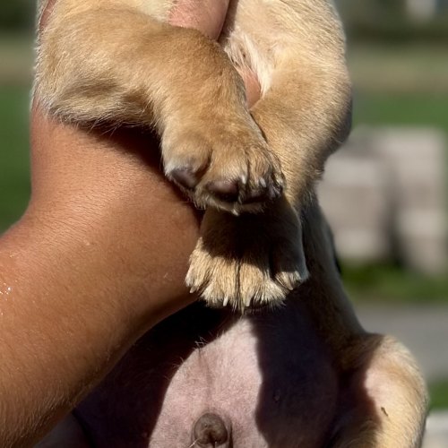 Labrador puppy with five-generation pedigree