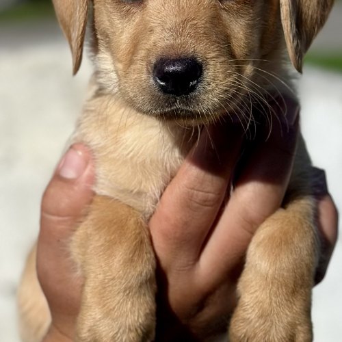 Labrador puppy accustomed to other animals