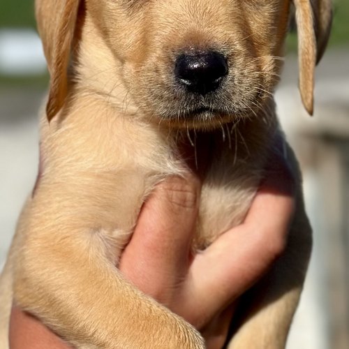 Working family Labrador puppy