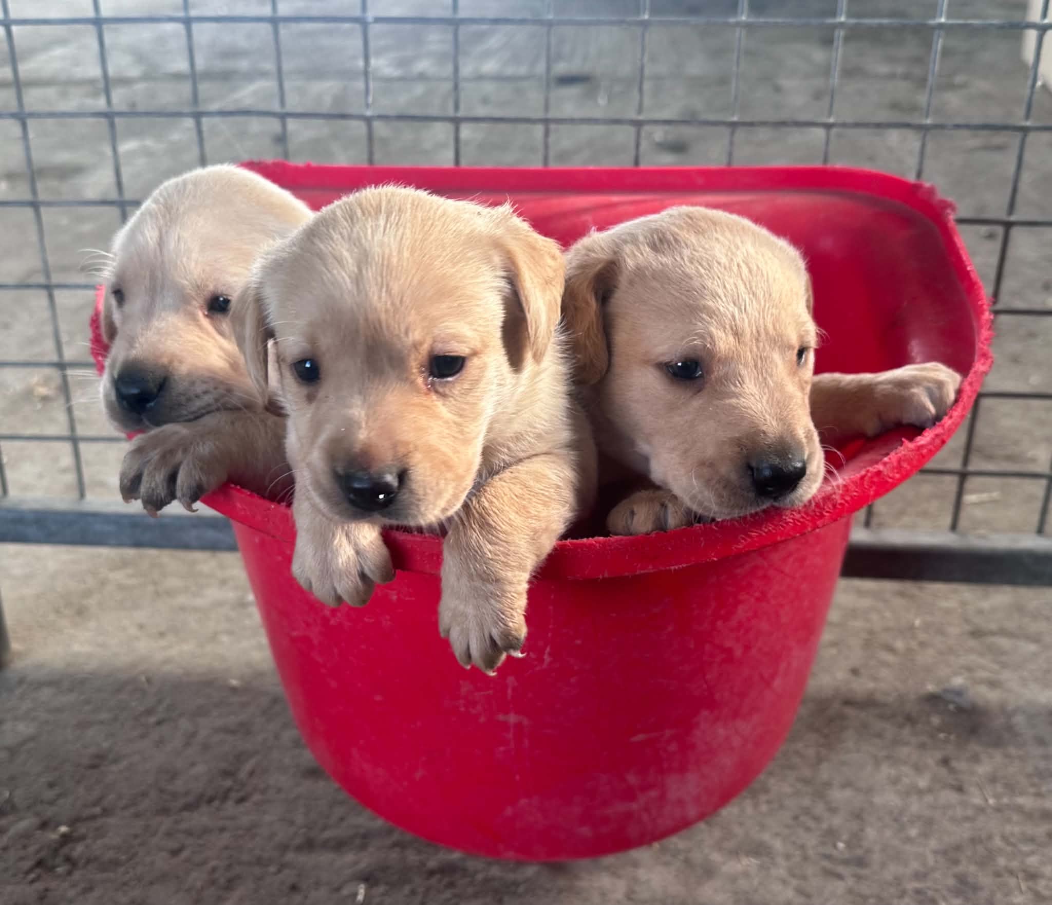 Beautiful Labrador puppies for sale