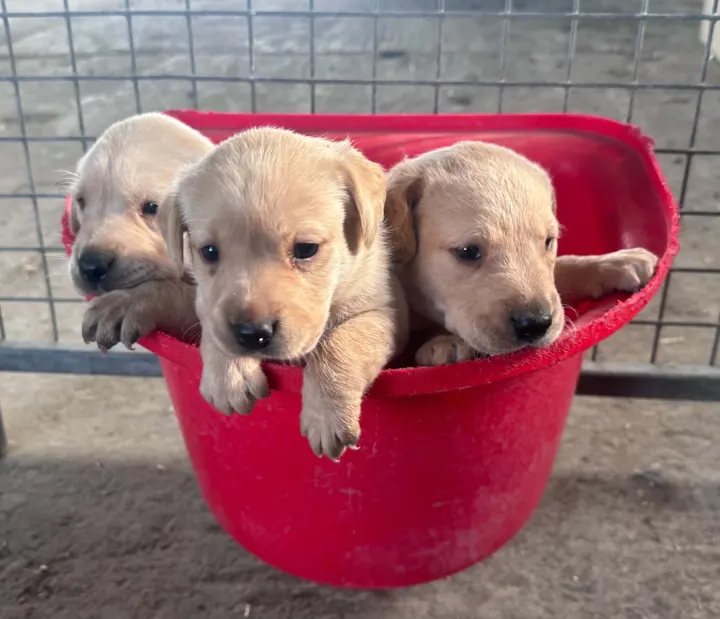Yellow Labrador puppy for sale in Northumberland
