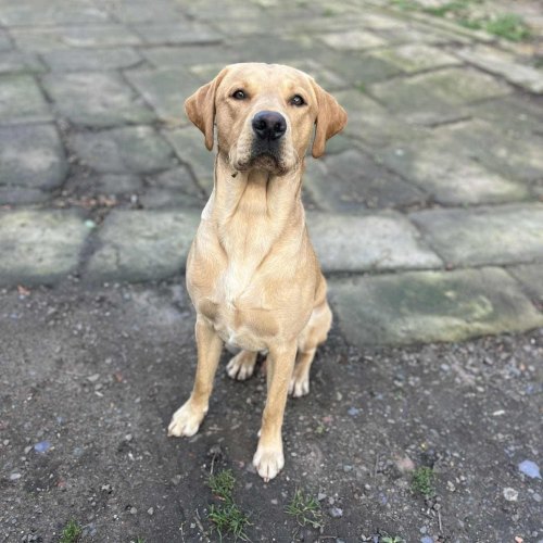 One of five yellow Labrador puppies available
