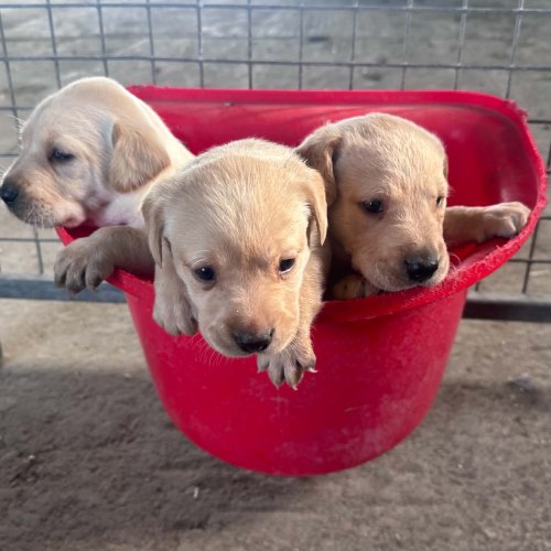 Yellow Labrador puppy used to family life