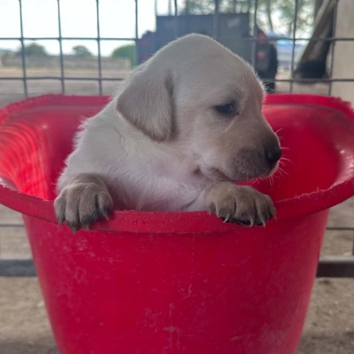 Yellow Labrador puppy raised in a family home