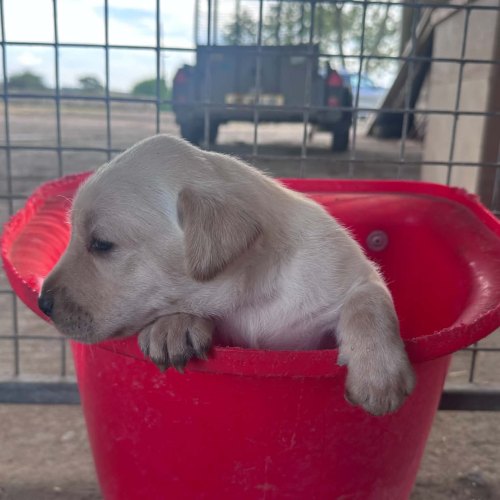 Yellow Labrador puppy ready from 3 October