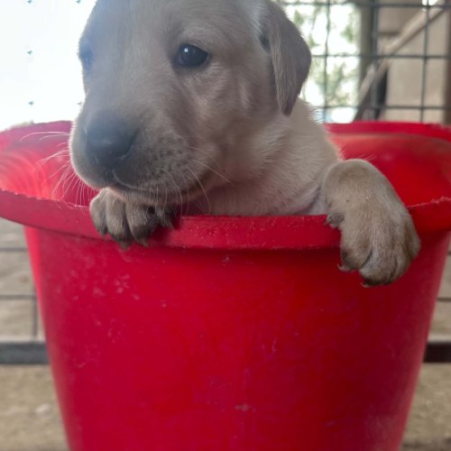 Beautiful young yellow Labrador puppy