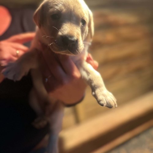 Young yellow Labrador puppy in Northumberland