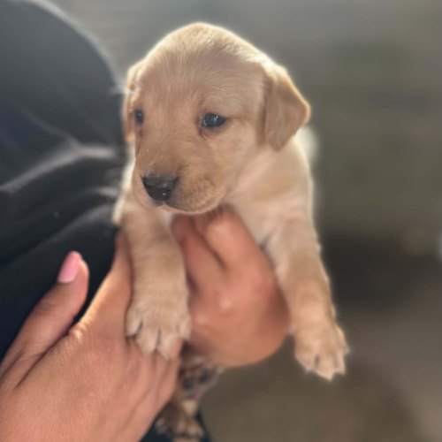 Wormed yellow Labrador puppy for sale