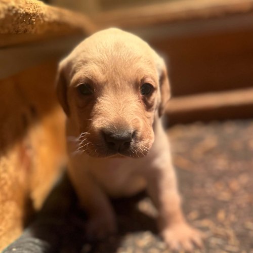 Well-socialised yellow Labrador puppy