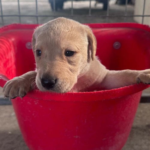 Yellow Labrador puppy from a litter of five