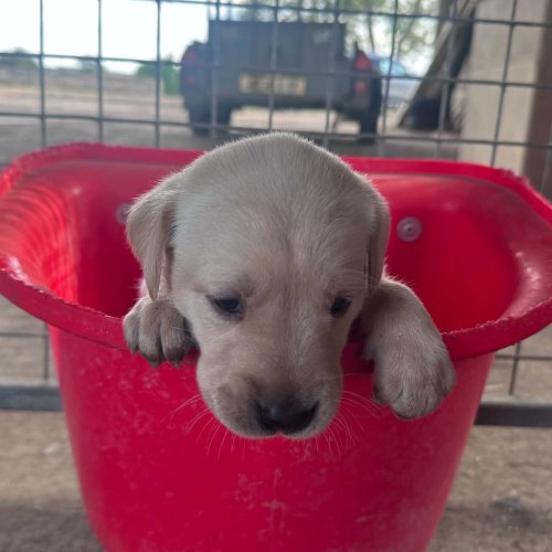 Labrador puppy with working-bred mother