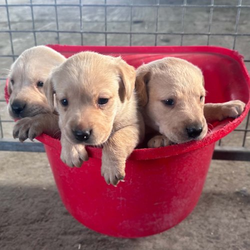 Yellow Labrador puppy for sale in Northumberland
